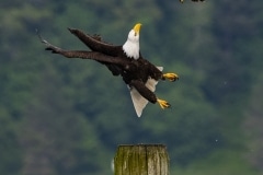 Bald Eagle (4)