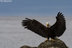 Bald Eagle (5)