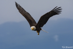 Bald Eagle (6)