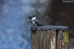 Belted Kingfisher (1)