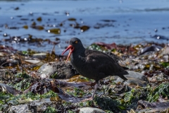 Black Oystercatcher (1)