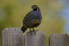 California Quail (2)