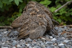 California Quail (3)