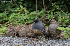 California Quail (4)