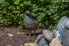 California Quail (1)