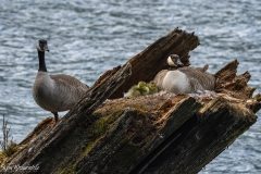 Canada Goose (2)