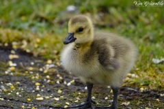 Canada Goose (3)