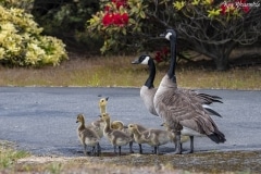 Canada Goose (4)