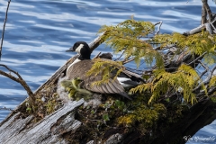 Canada Goose (5)