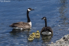 Canada Goose (7)