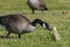 Canada Goose (8)