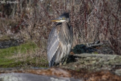 Great Blue Heron (1)