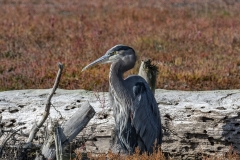 Great Blue Heron (3)