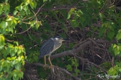 Green-backed Heron (1)