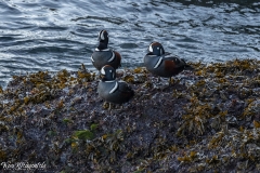 Harlequin Duck (1)