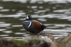 Harlequin Duck (2)