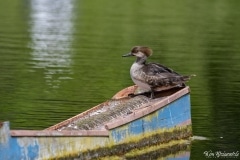 Hooded Merganser (1)