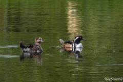 Hooded Merganser (2)