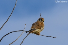 Kestrel (1)