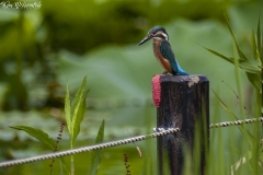 Kingfisher (1)