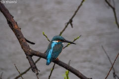 Kingfisher (2)