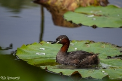 Little Grebe (1)