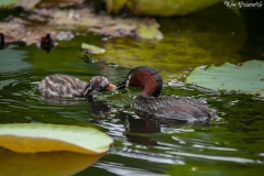 Little Grebe (2)