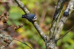 Nuthatch (1)