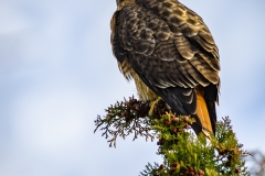 Red-tailed Hawk (1)