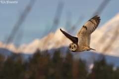 Short-eared Owl (1)