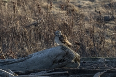 Short-eared Owl (2)