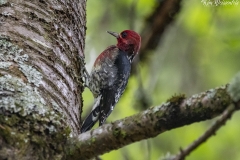 Sapsucker (1)