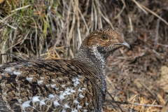 Sooty Grouse (1)