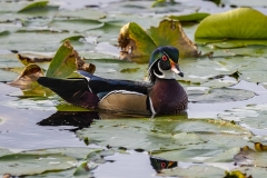 Wood Duck (1)