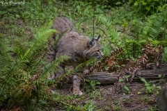 Bobcat (4)