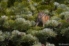 Chipmunk (2)