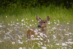 Deer (3)