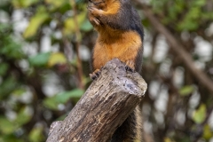 Douglas Squirrel (1)