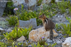 Ground Squirrel (2)