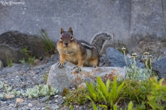 Ground Squirrel (3)