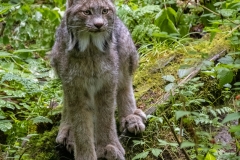 Lynx (1)