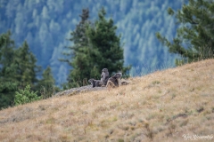 Olympic Marmot (3)