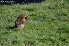 Olympic Marmot (8)