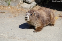 Olympic Marmot (9)