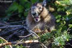 Olympic Marmot (10)