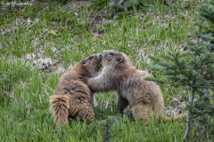 Olympic Marmot (13)