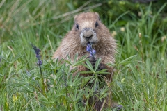 Olympic Marmot (16)