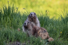 Olympic Marmot (17)