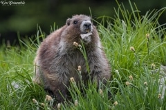 Olympic Marmot (18)