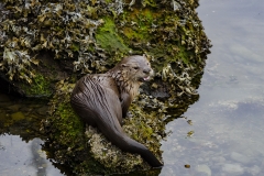 Otter (2)